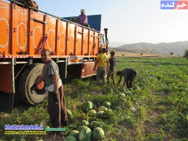 هندوانه در لنده