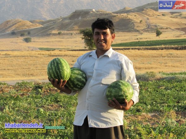 هندوانه در لنده