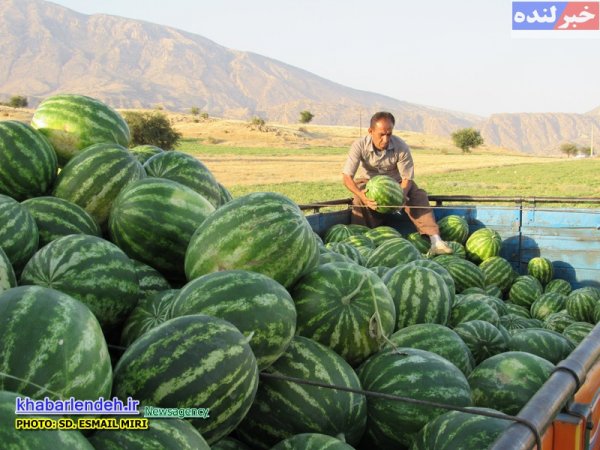 هندوانه در لنده