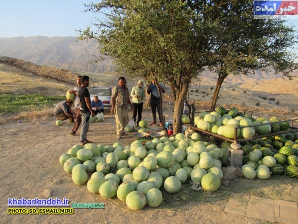 هندوانه در لنده